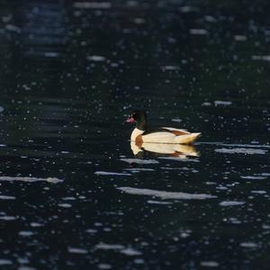 Common Shelduck