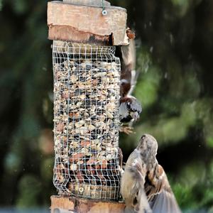 House Sparrow