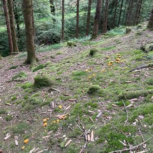 Chanterelle, Common