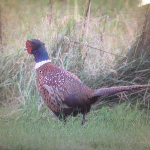 Common Pheasant