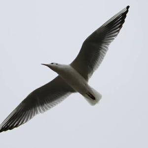 Black-headed Gull