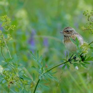 Whinchat