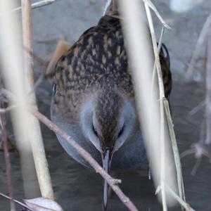 Water Rail