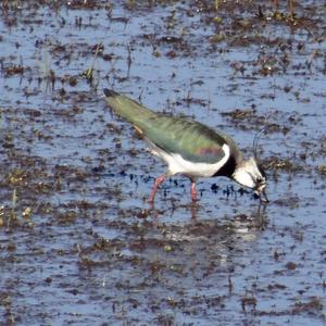 Northern Lapwing