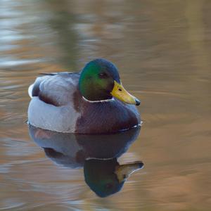 Mallard