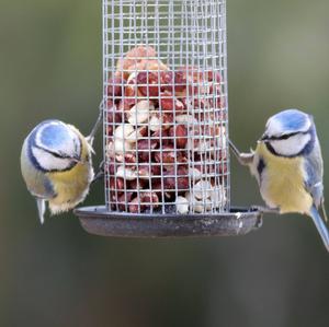 Blue Tit