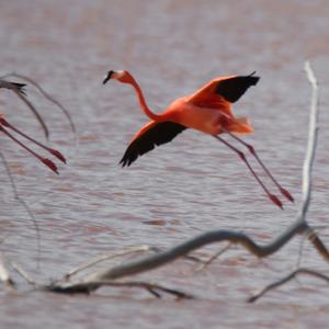 Greater Flamingo