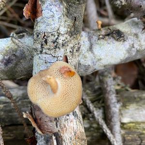 Winter Polypore