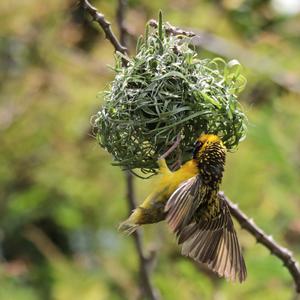 Village Weaver