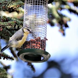 Blue Tit