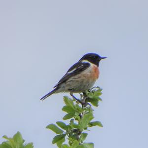 European stonechat