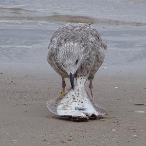 Herring Gull