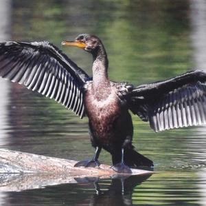 Double-crested Cormorant