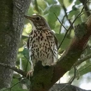 Song Thrush