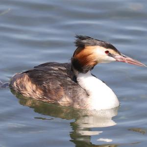 Great Crested Grebe