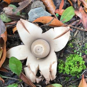 Striated Earthstar