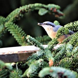 Wood Nuthatch