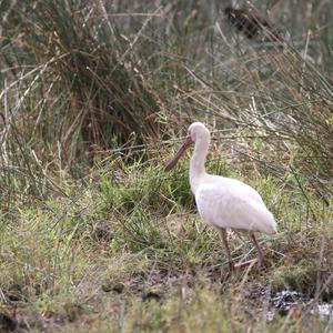 African Spoonbill