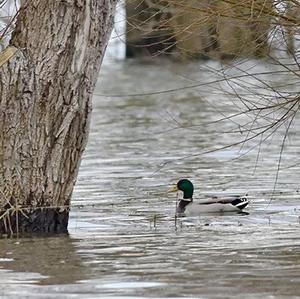 Mallard