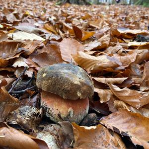 Dotted-stem Bolete