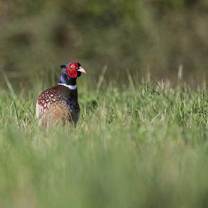 Common Pheasant