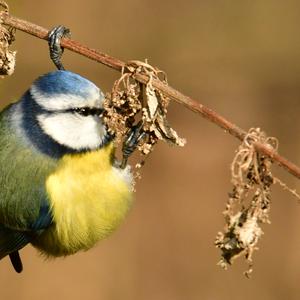 Blue Tit