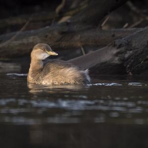 Little Grebe