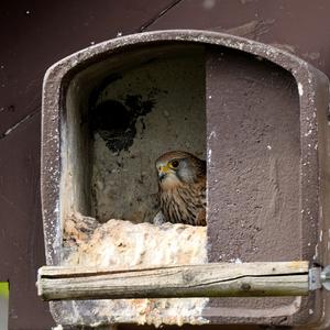 Common Kestrel