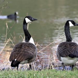 Canada Goose