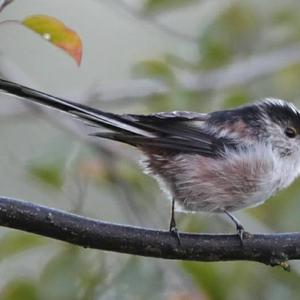 Long-tailed Tit