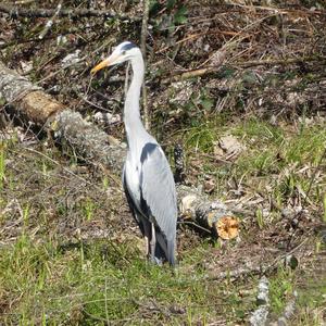 Grey Heron