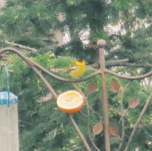 Cape May Warbler