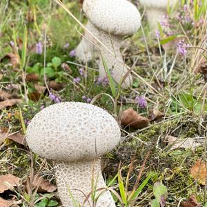 Pestle-shaped Puffball