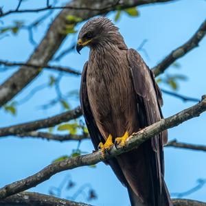 Black Kite