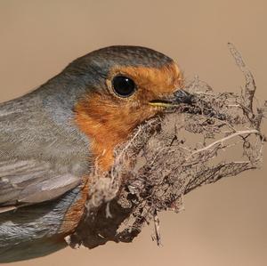 European Robin