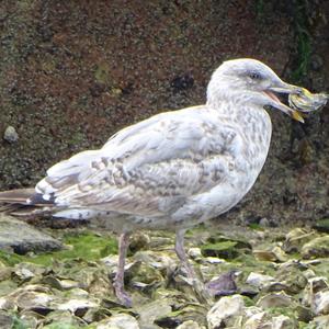 Herring Gull