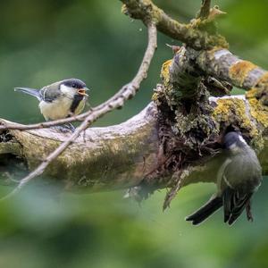 Great Tit