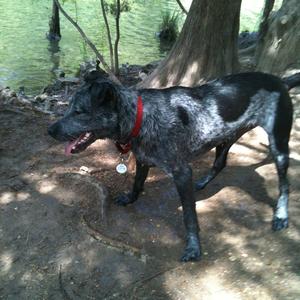 Unknown Breed