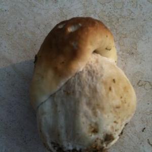 King Bolete