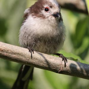 Long-tailed Tit