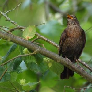 Eurasian Blackbird