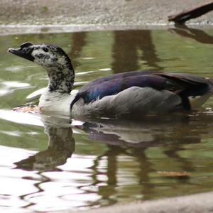 Comb Duck