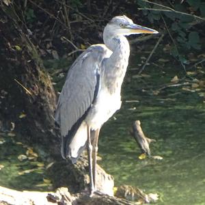 Grey Heron