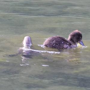 Tufted Duck