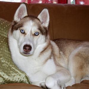 Siberian Husky