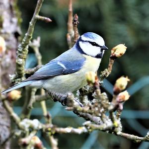 Blue Tit