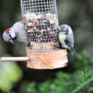 House Sparrow