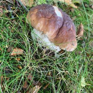 Summer Bolete