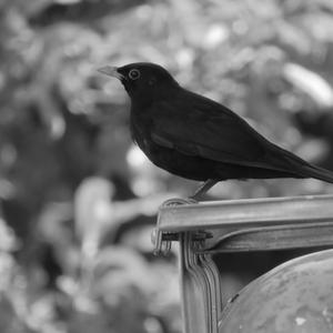 Eurasian Blackbird