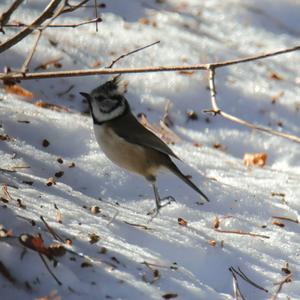 Crested Tit